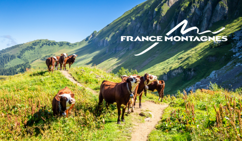 Vaches dans la montagne. Le Grand-Bornand, France