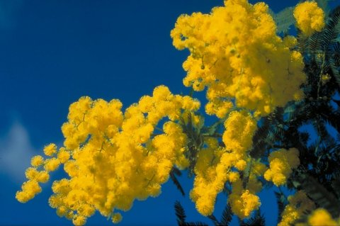 mimosa.jpg